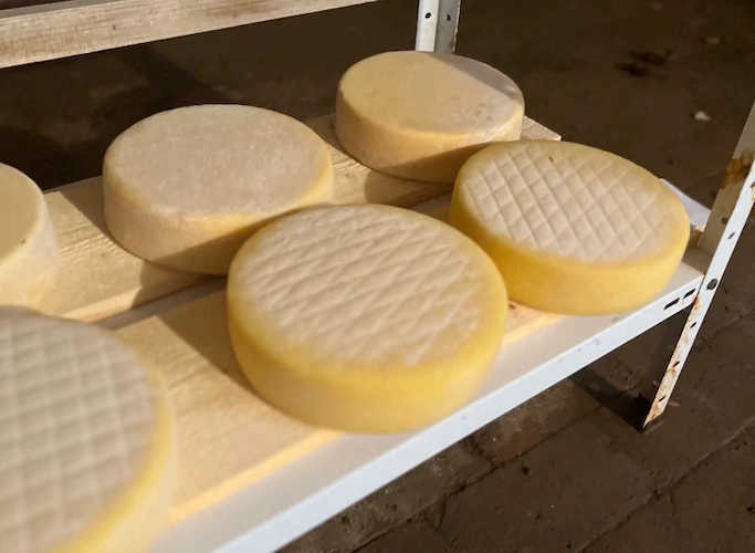 Tomme fermière